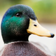 A Duck